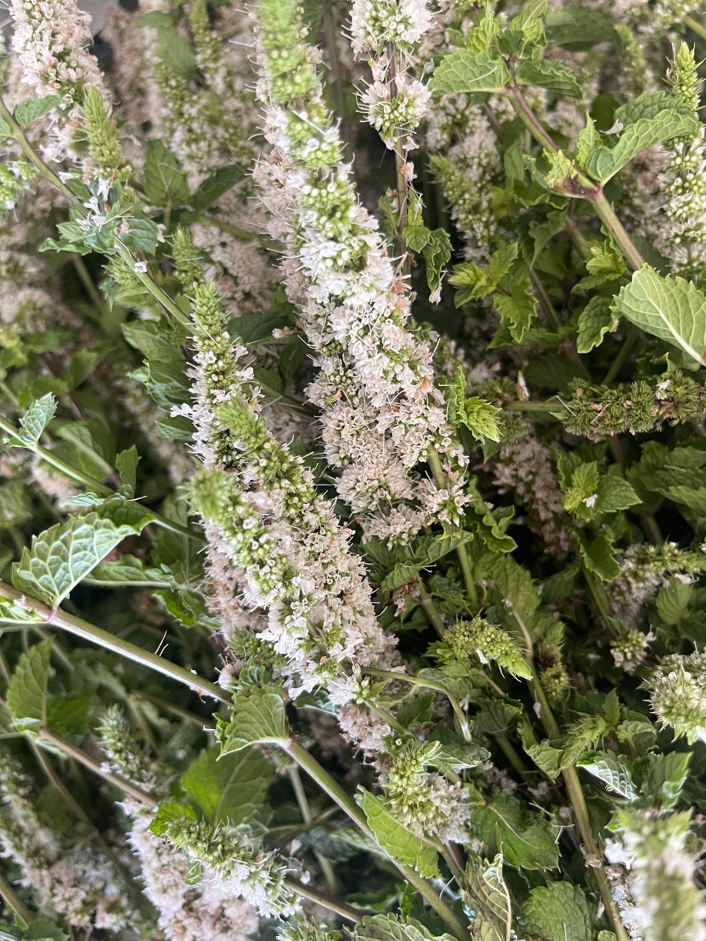 Edible Massage Oil | Body Oil