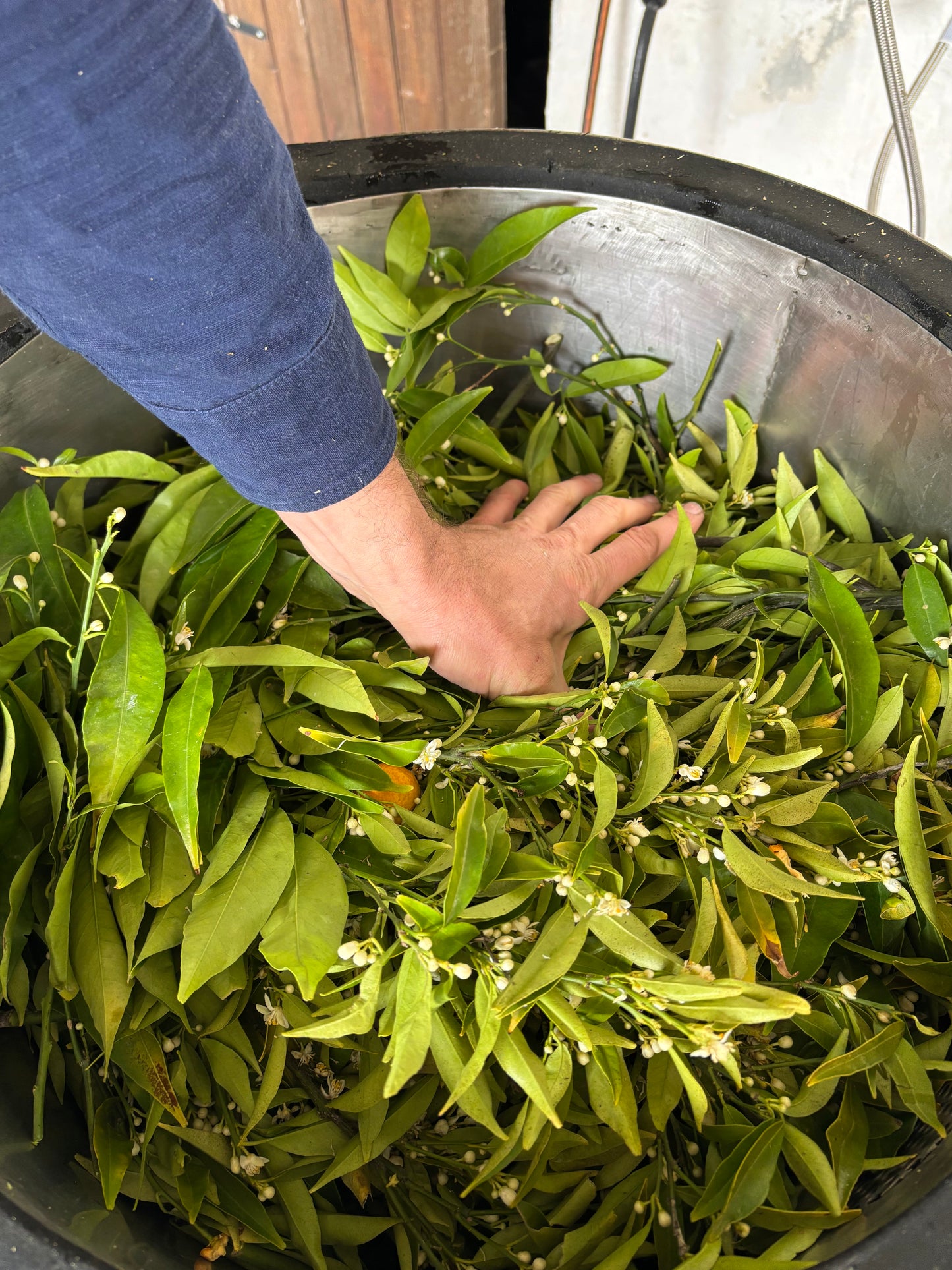 Citrus Petitgrain Essential Oil