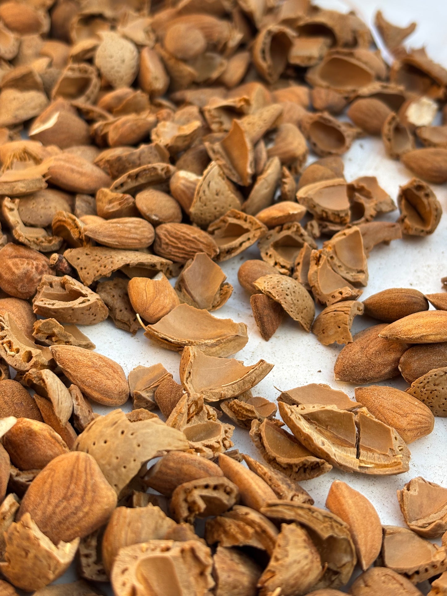 Close-up of shelled almonds from sylikou