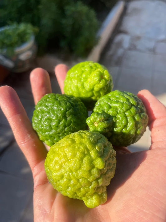 Edible Massage Oil | Body Oil