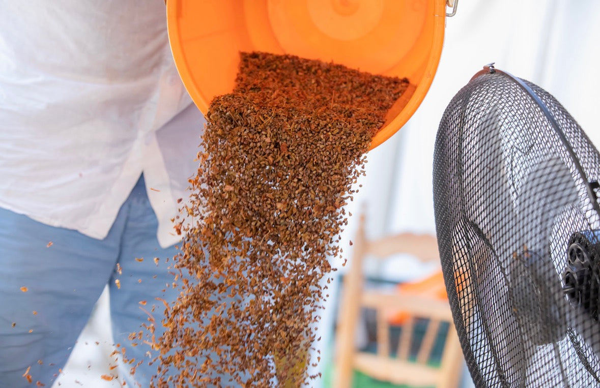 Person pouring a bag of seeds into an orange container with a fan in the background