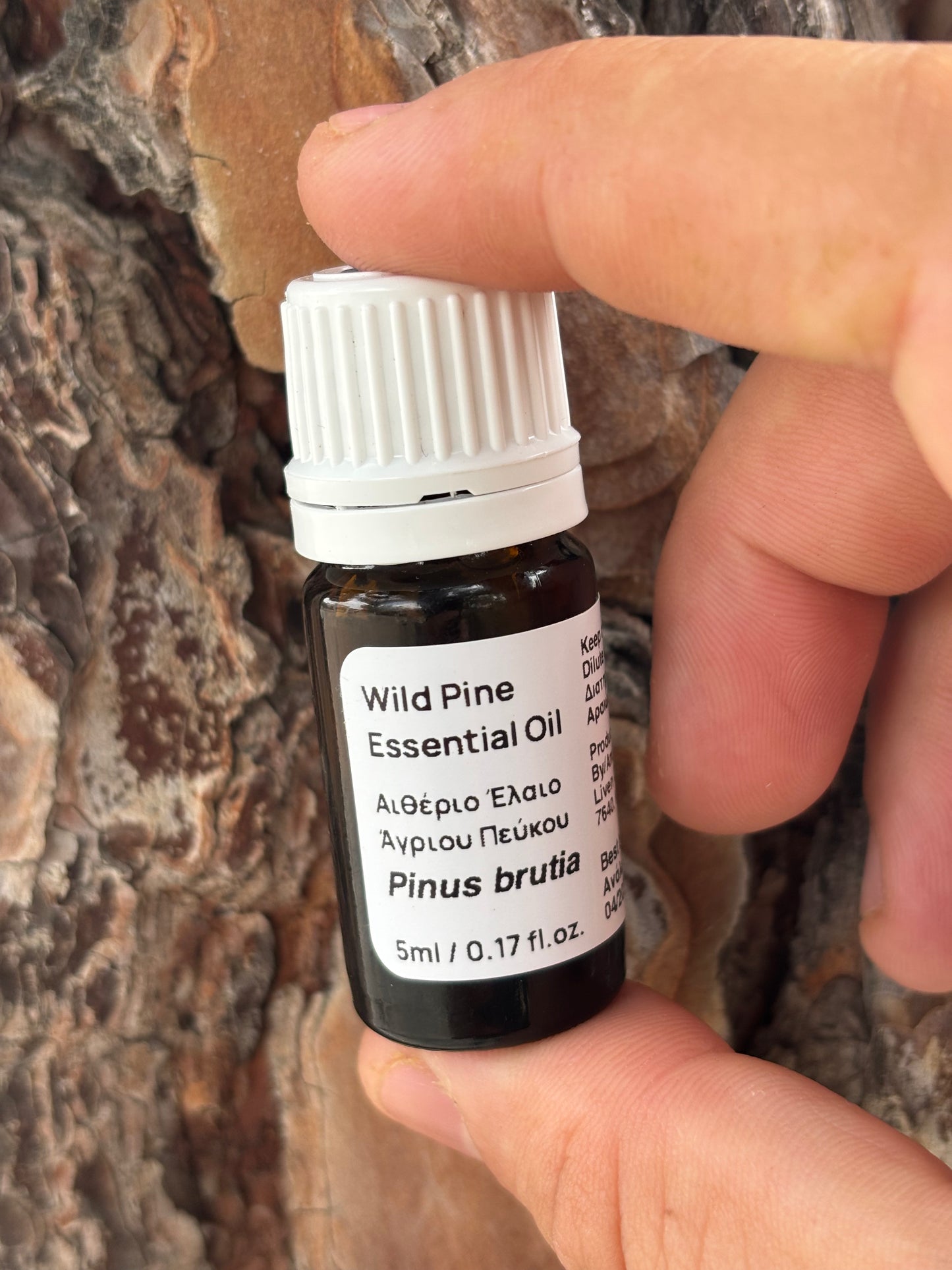 Wild Pine Essential Oil