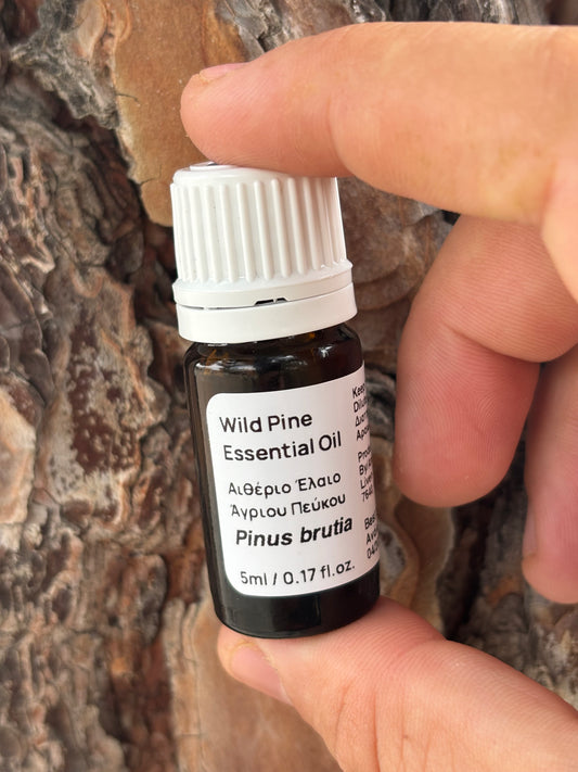 Wild Pine Essential Oil | Pinus brutia