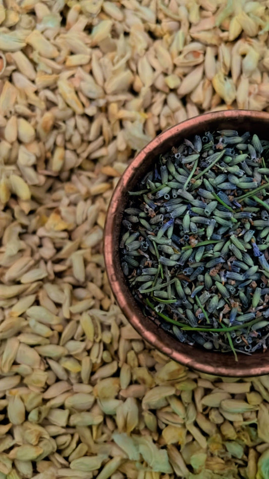 Lavender buds and seeds cyprus