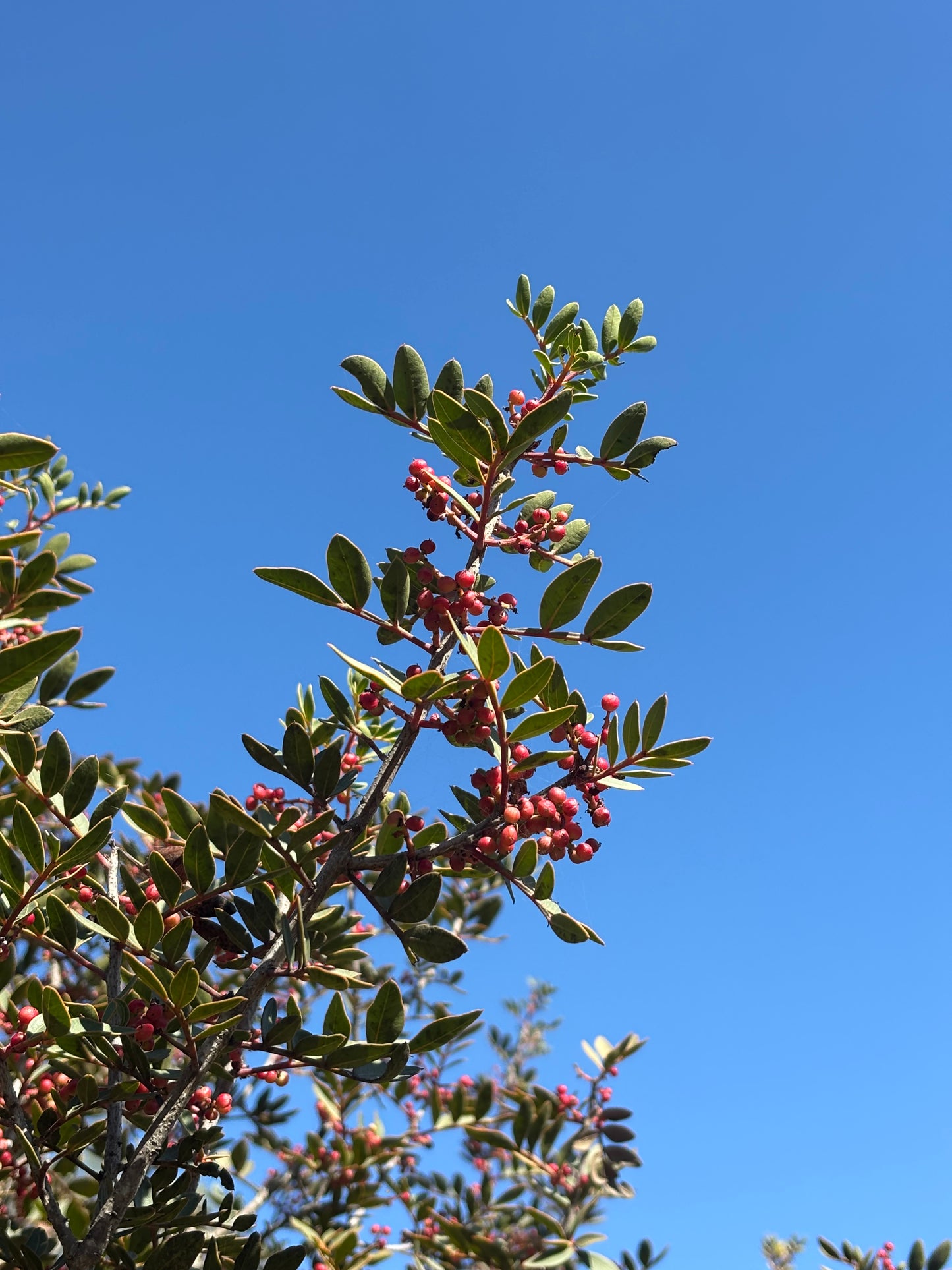 Mastic tree distillation
