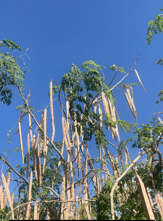 Moringa Tree branches with long, thin pods against a cyprus blue sky
