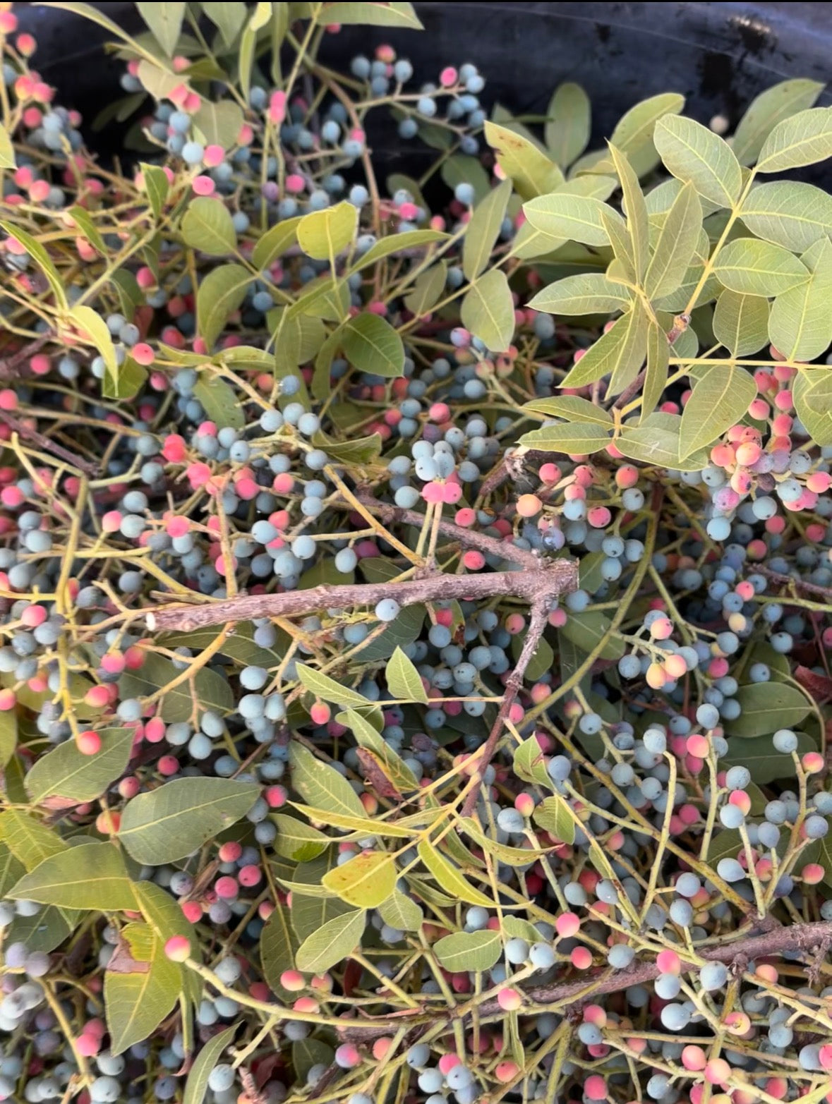 Ripe terebinth berries and branches for distillation