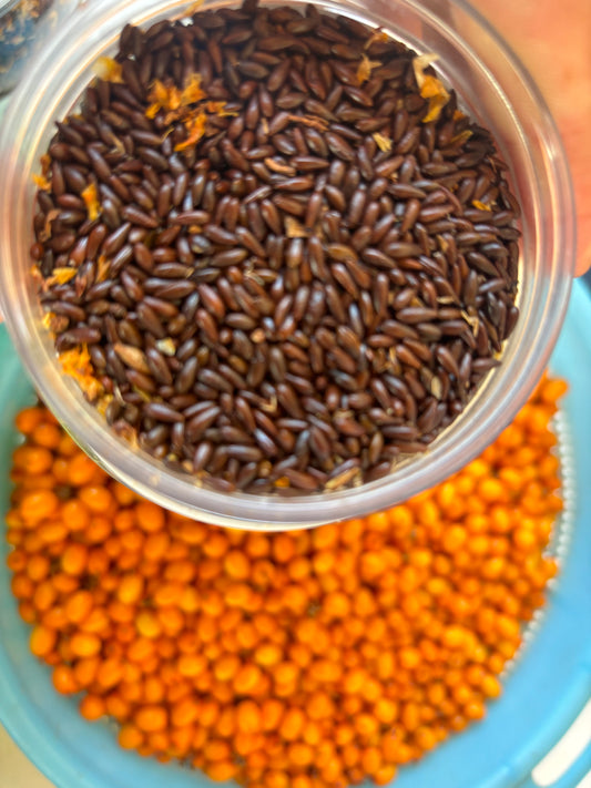 Separating sea buckthorn seed after juicing