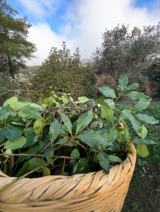Basket filled with bay leaves in a natural outdoor setting