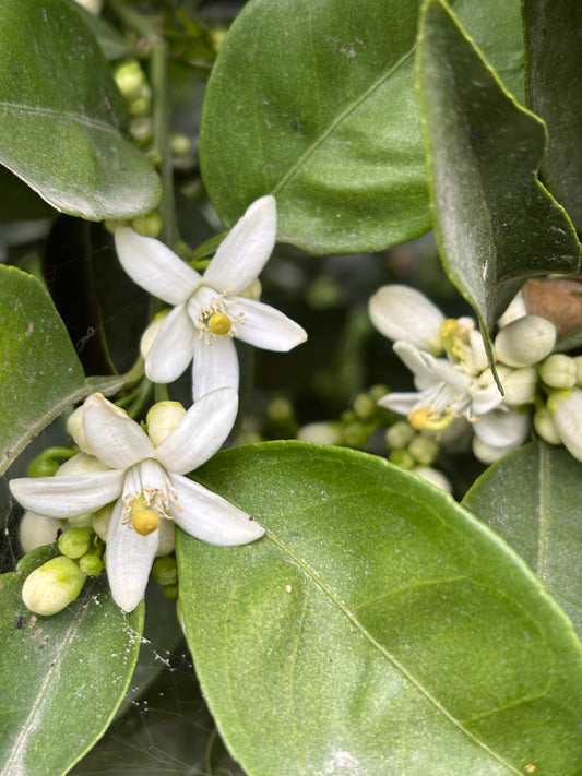 close-up on citrus flowers
