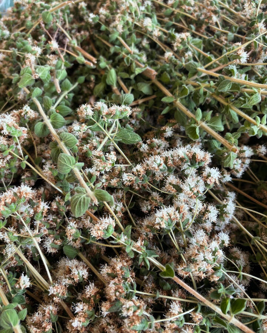 cyprus oregano blossoms