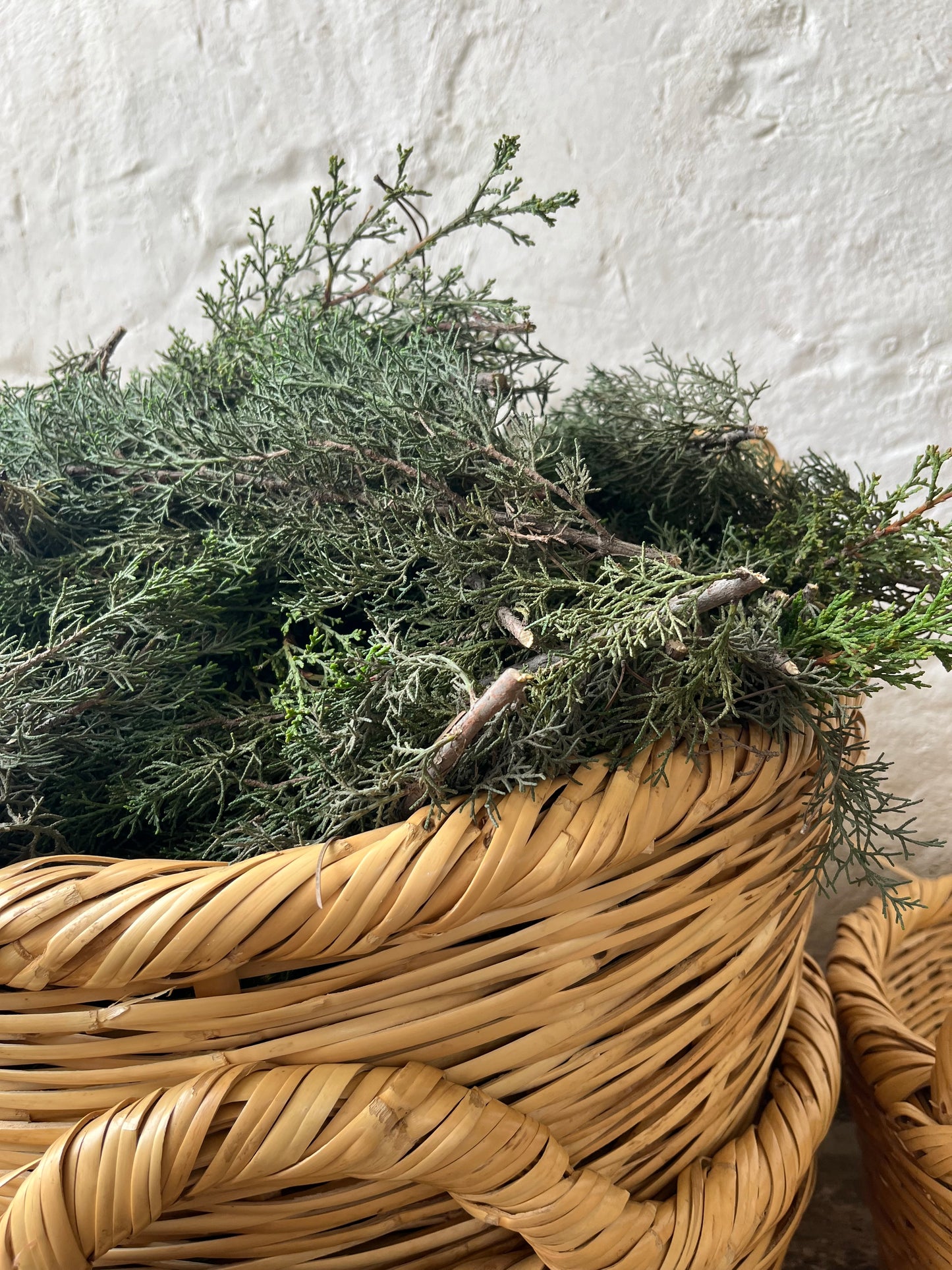 Wicker basket with cypress for distillation