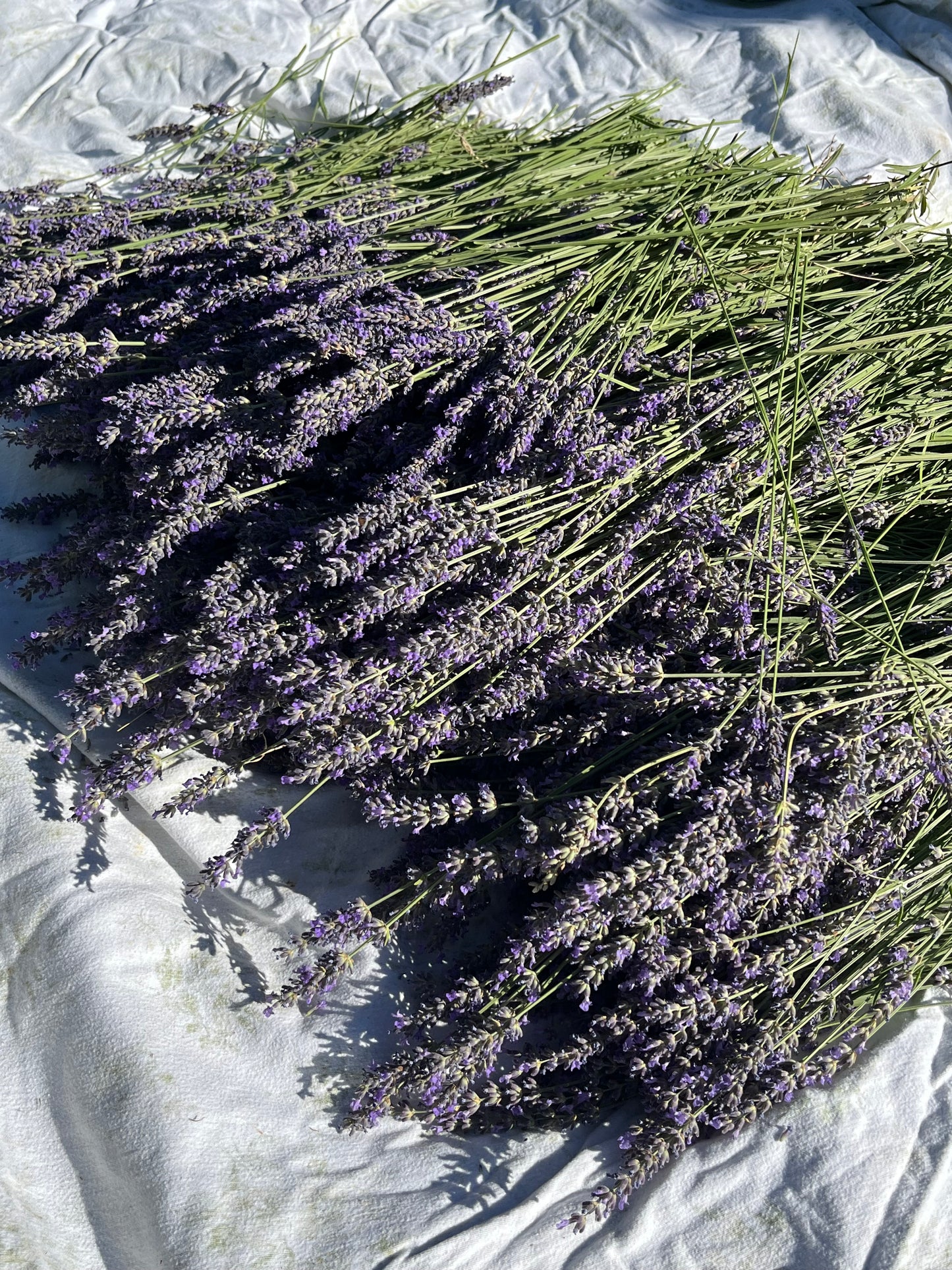 harvesting lavender flowers cyprus
