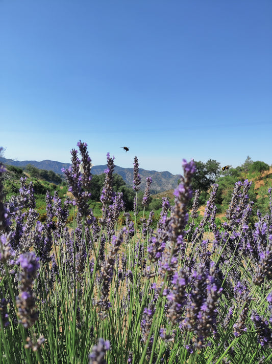 lavender flowers in triodes mountains purple for essential oil