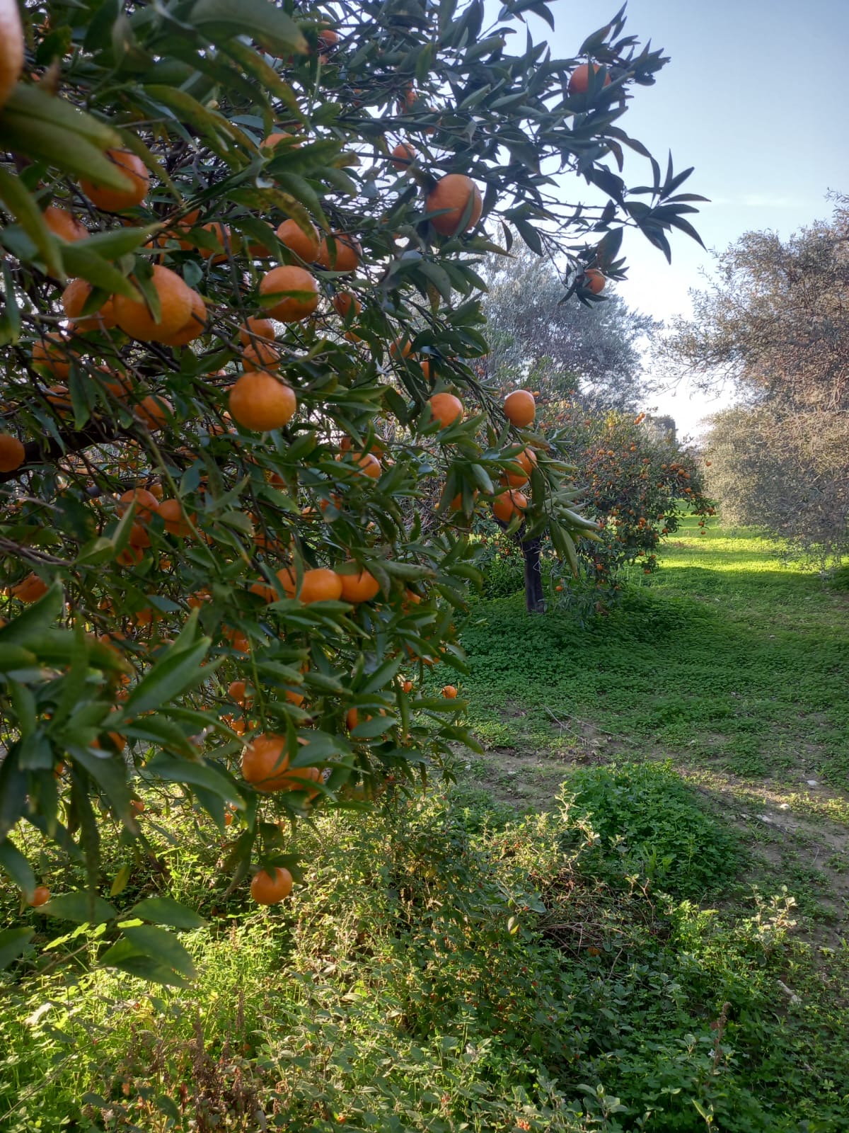 mandarin fields in larnaca district cyprus