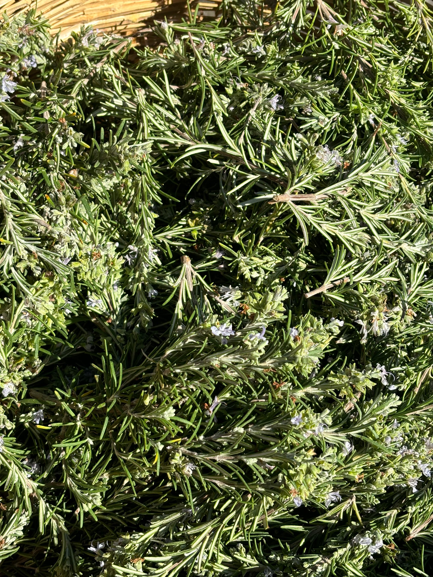 rosemary in a traditional cyprus basket