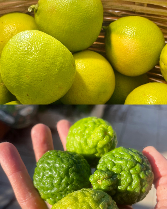 AI Got It Wrong: This is Real Bergamot