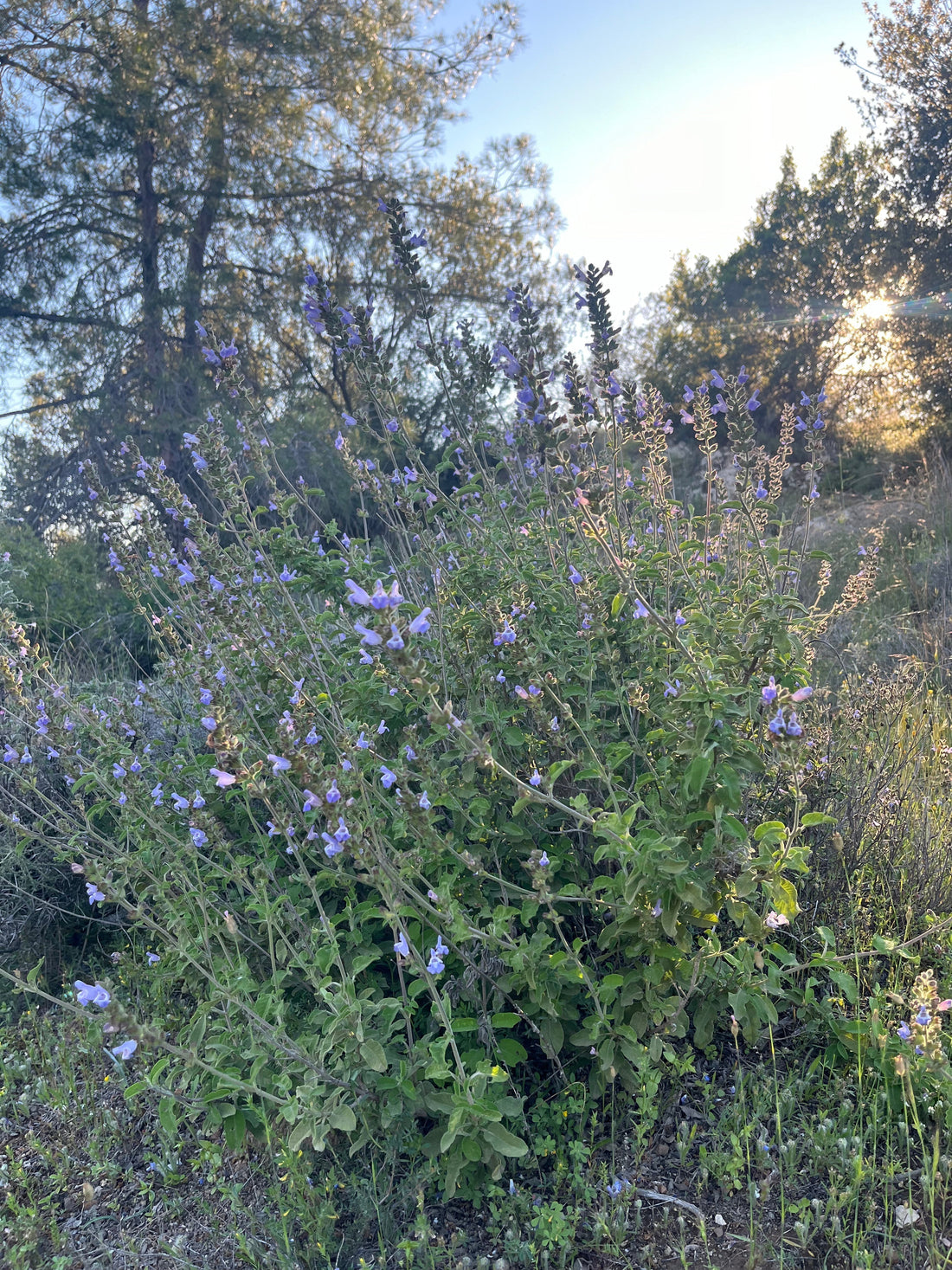 Our springtime essential oils are ready!