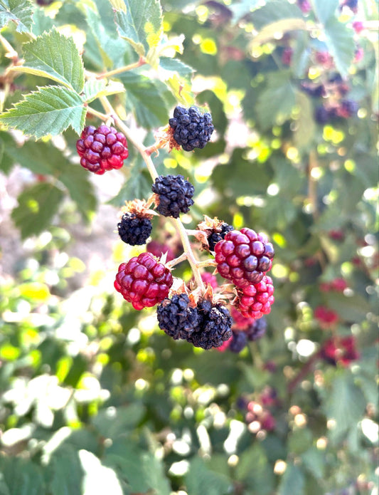 There's no "strawberry" essential oil at Liven