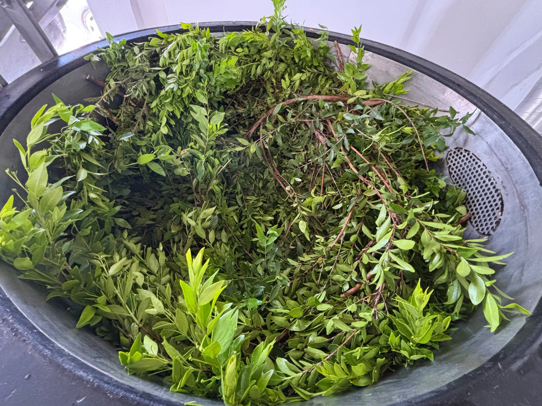 still full of wild myrtle from cyprus, ready for essential oil extraction