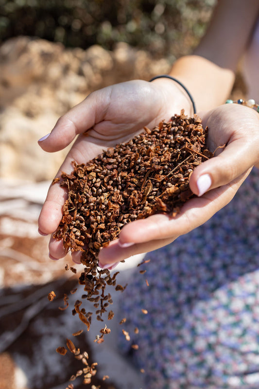 woman's hand holding dried grapeseed from cyprus, byproduct of the wineries