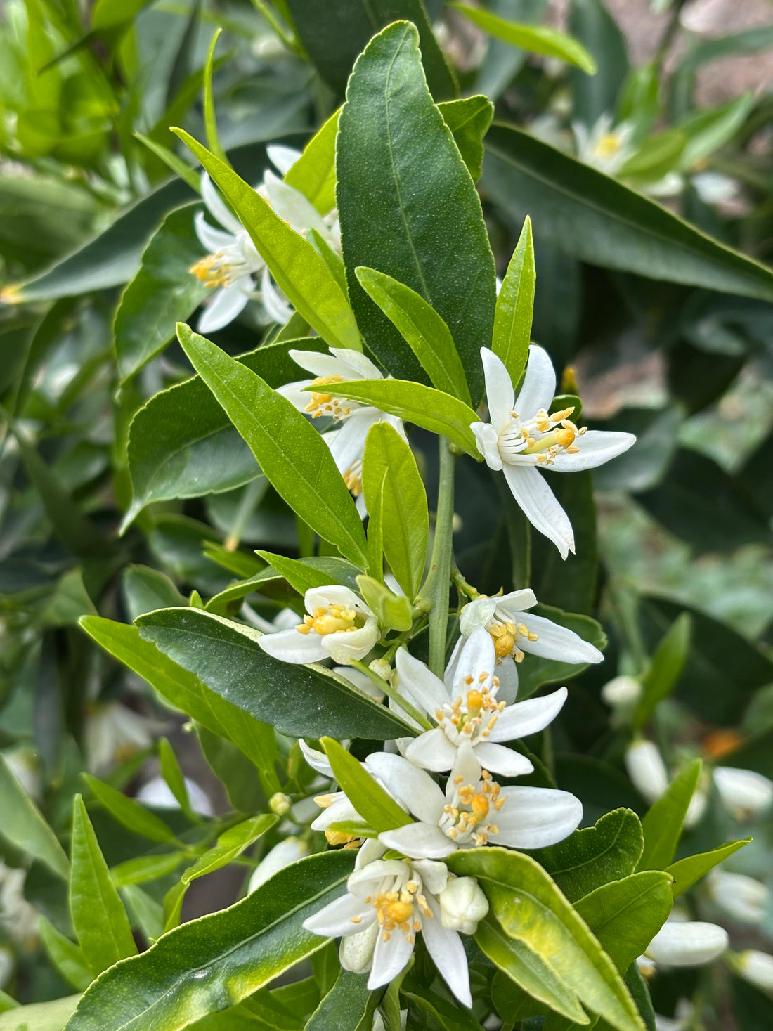 close-up for citrus blossoms that we use to distill petitgrain essential oil