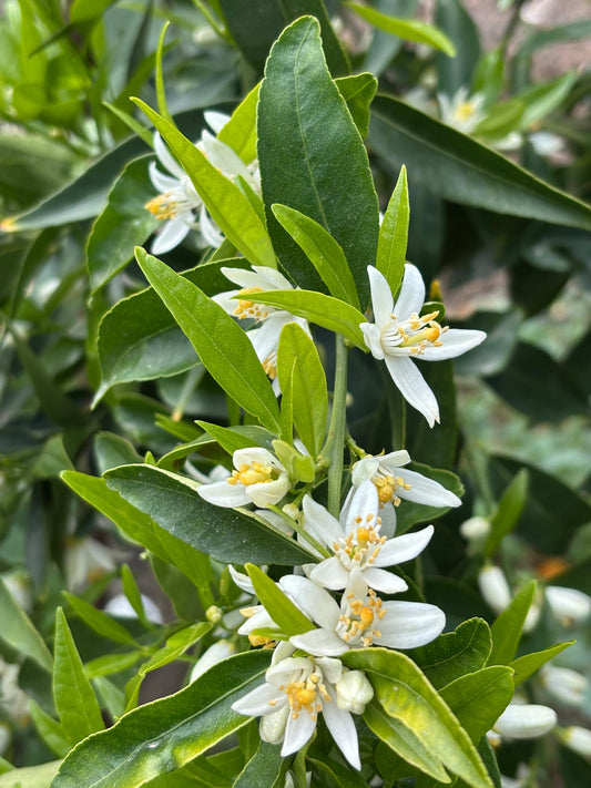close-up for citrus blossoms that we use to distill petitgrain essential oil