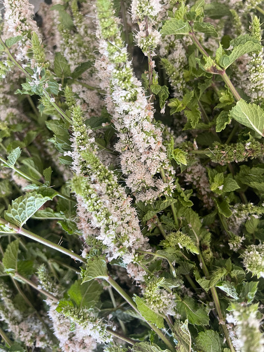 Edible Massage Oil | Body Oil