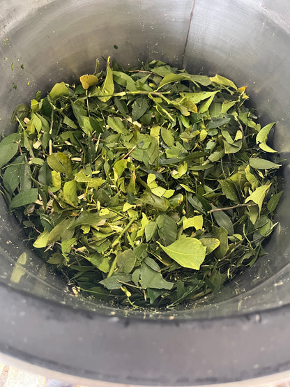 Citrus Petitgrain Essential Oil