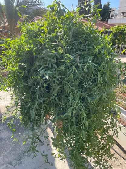 Wild Peppermint Essential Oil