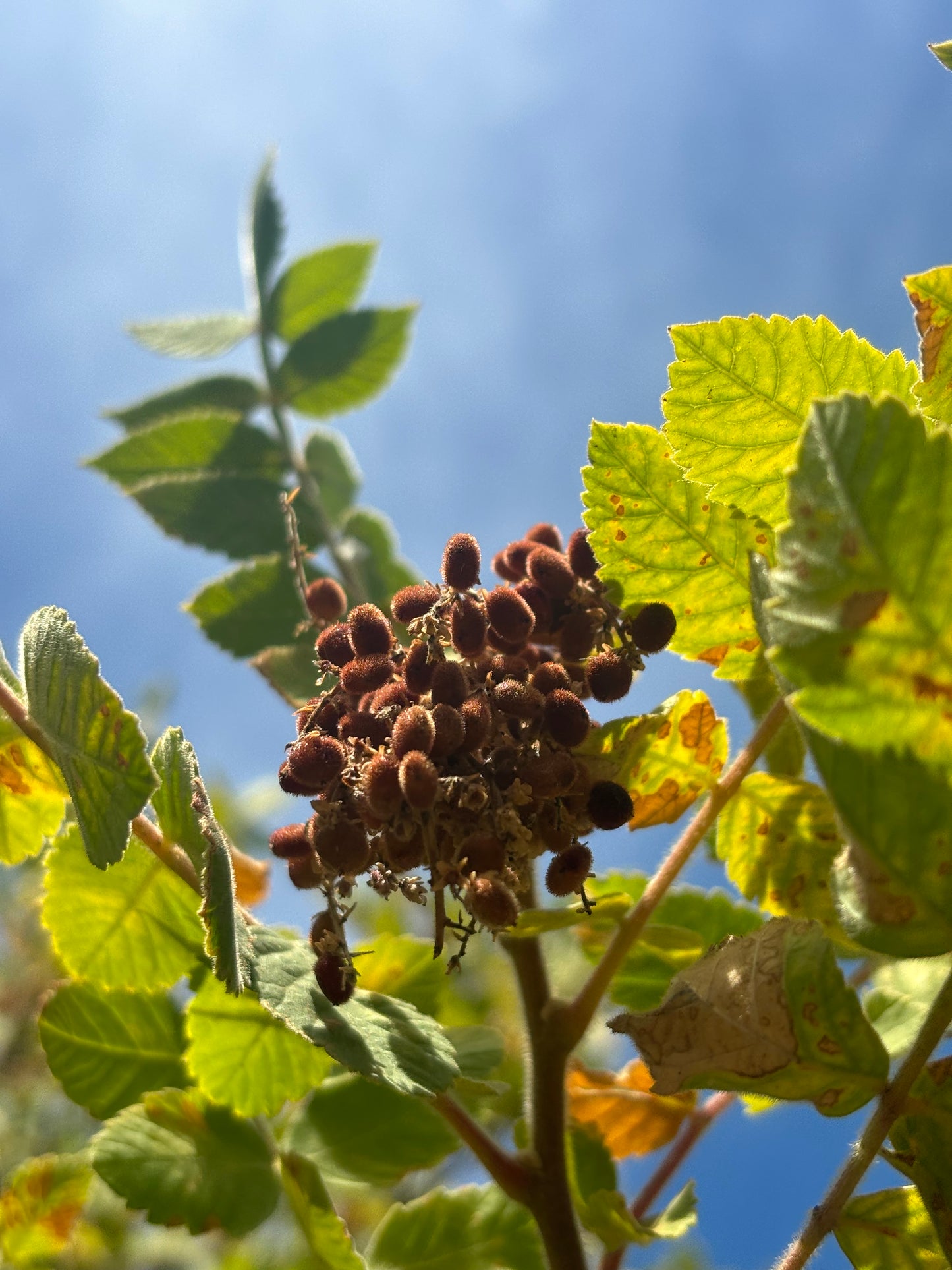 Wild Sumac Powder