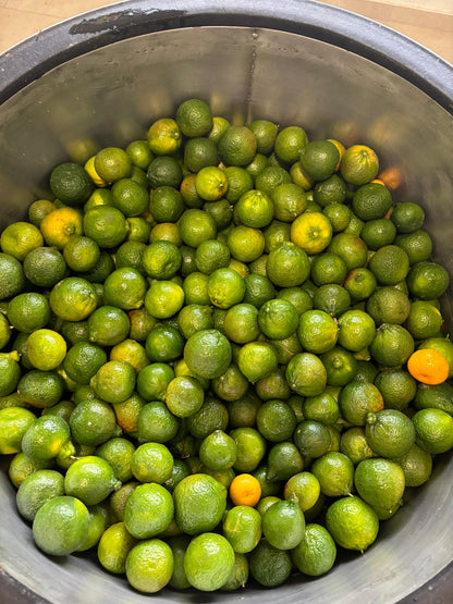 Distilled Mandarin Essential Oil