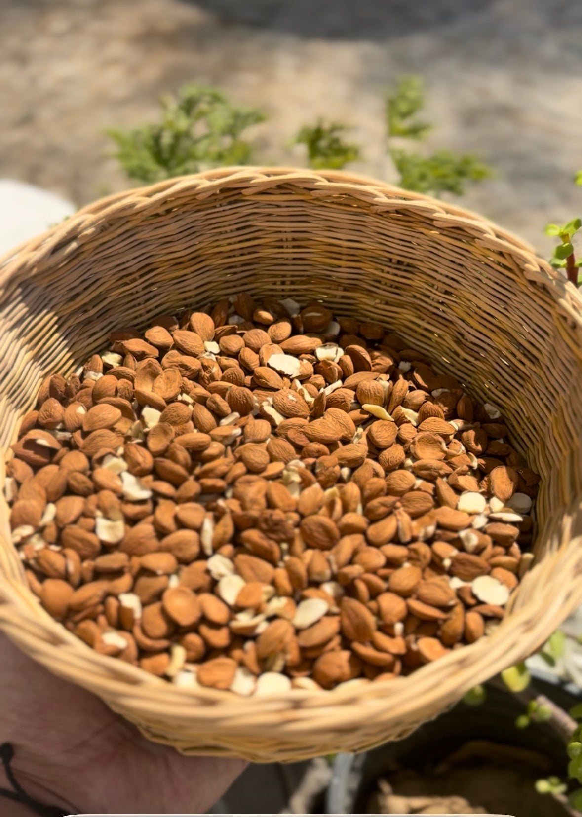 Wicker basket filled with apricot kernel against a blurred natural background