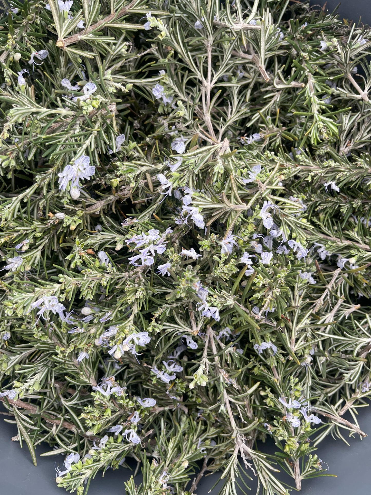 Basket full of flowering rosemary cyprus