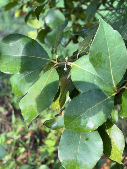 Bay laurel close-up