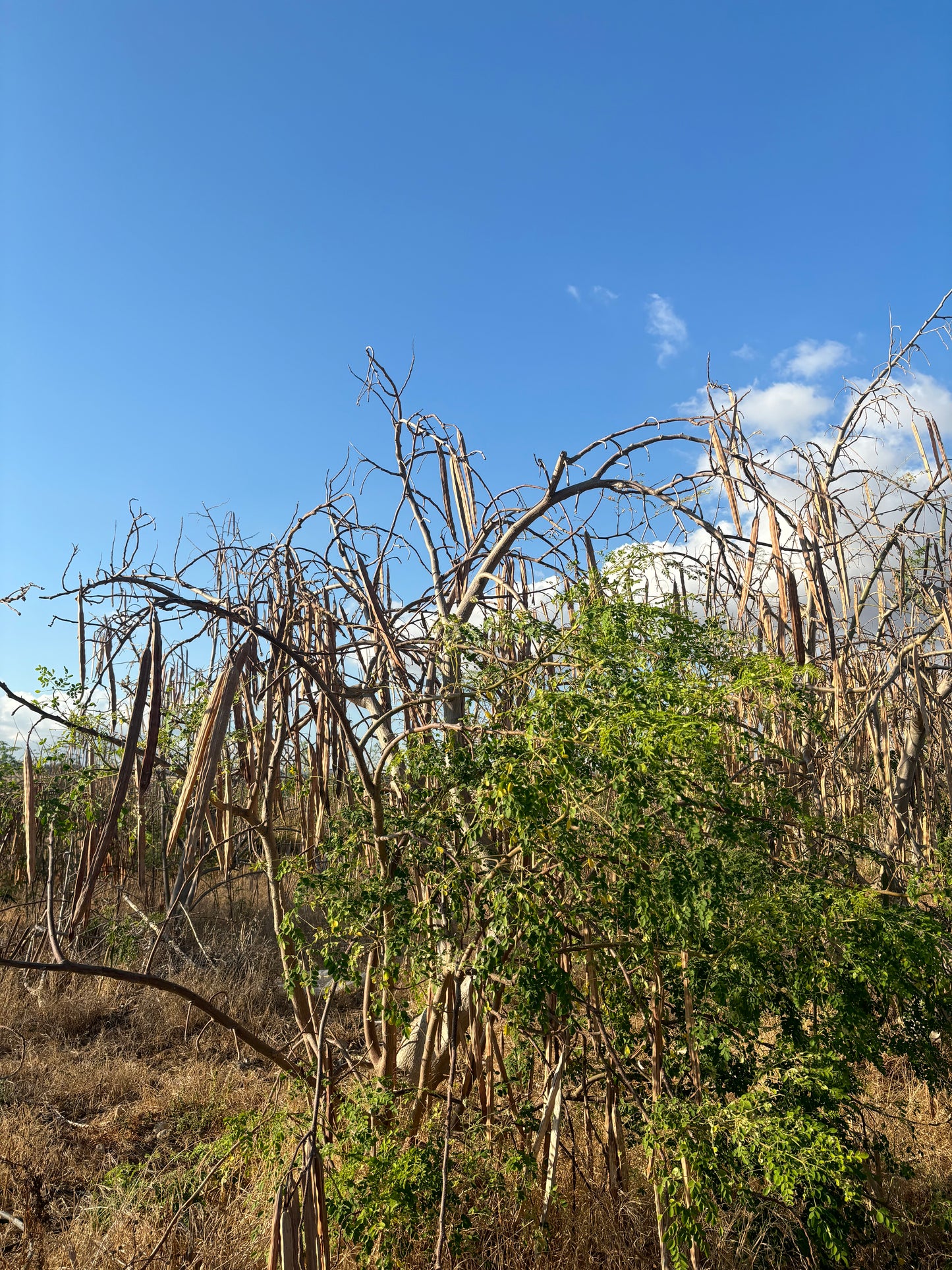 Moringa Seed Oil