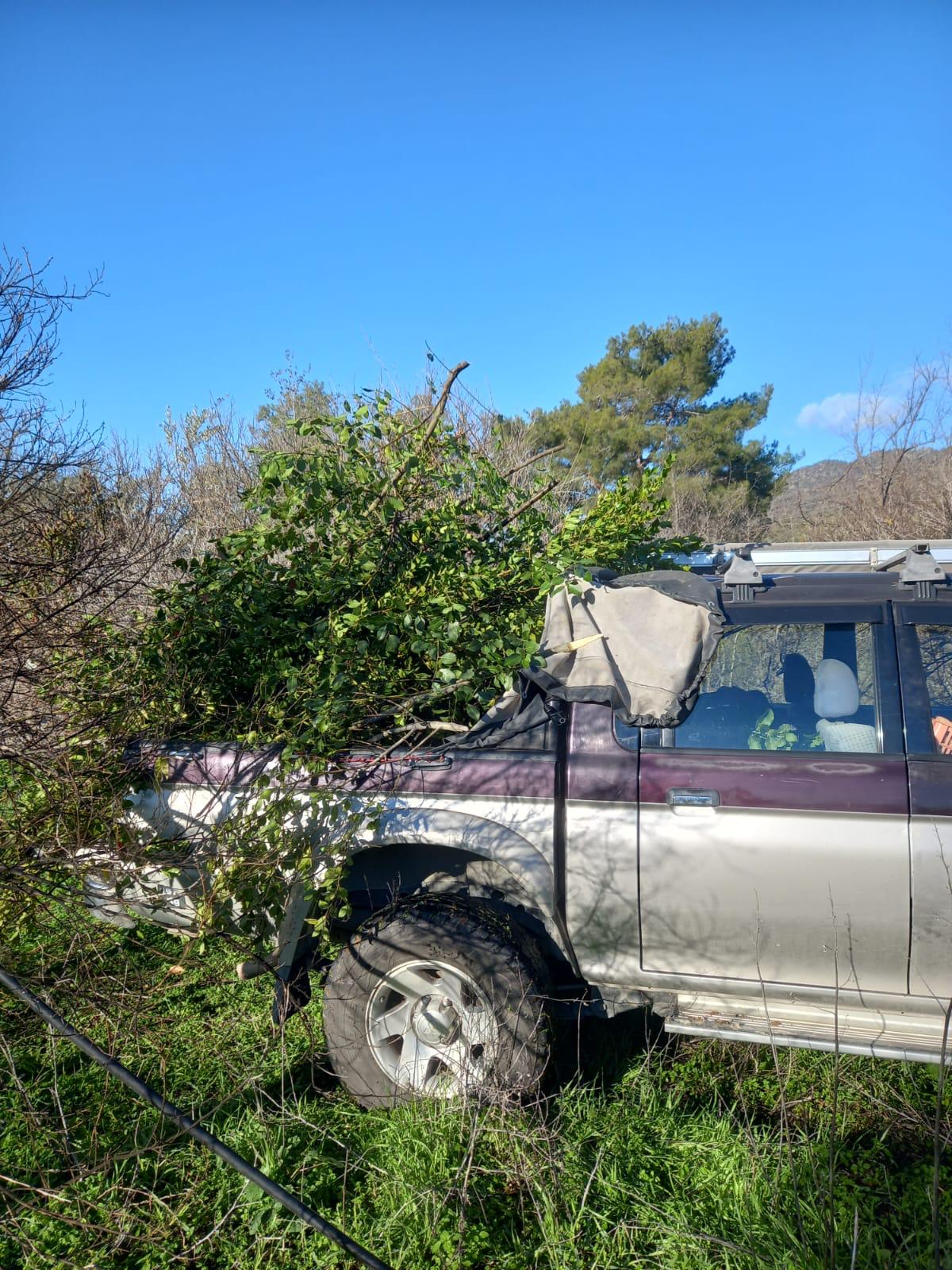 Car loaded with bay laurel prunings