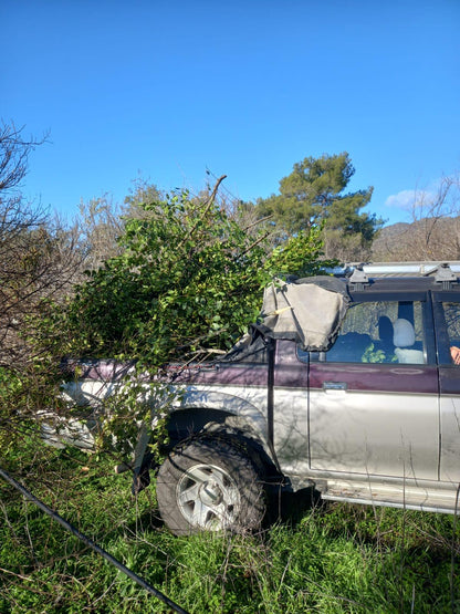 Car loaded with bay laurel prunings