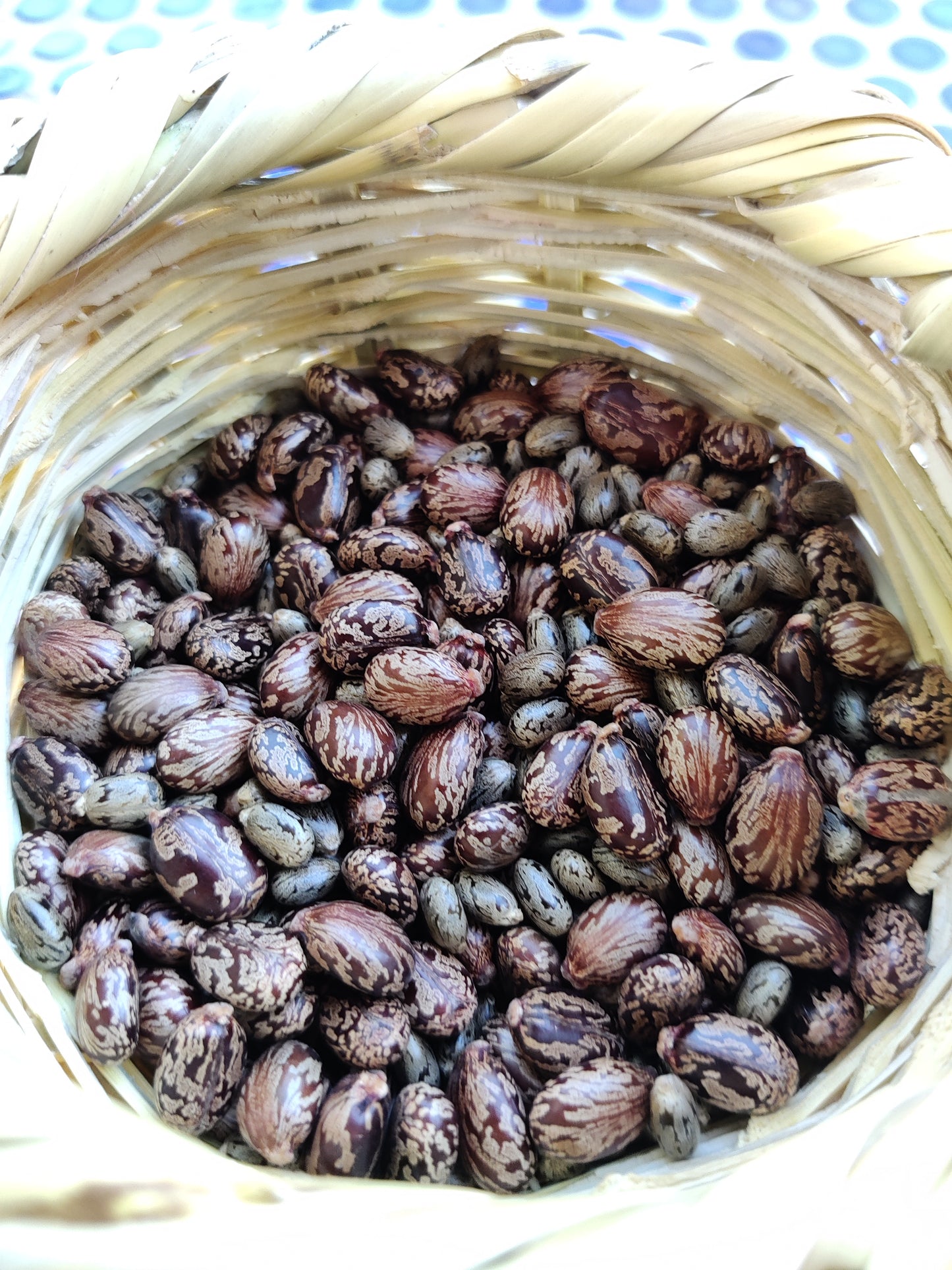 Cyprus Castor beans look like ticks