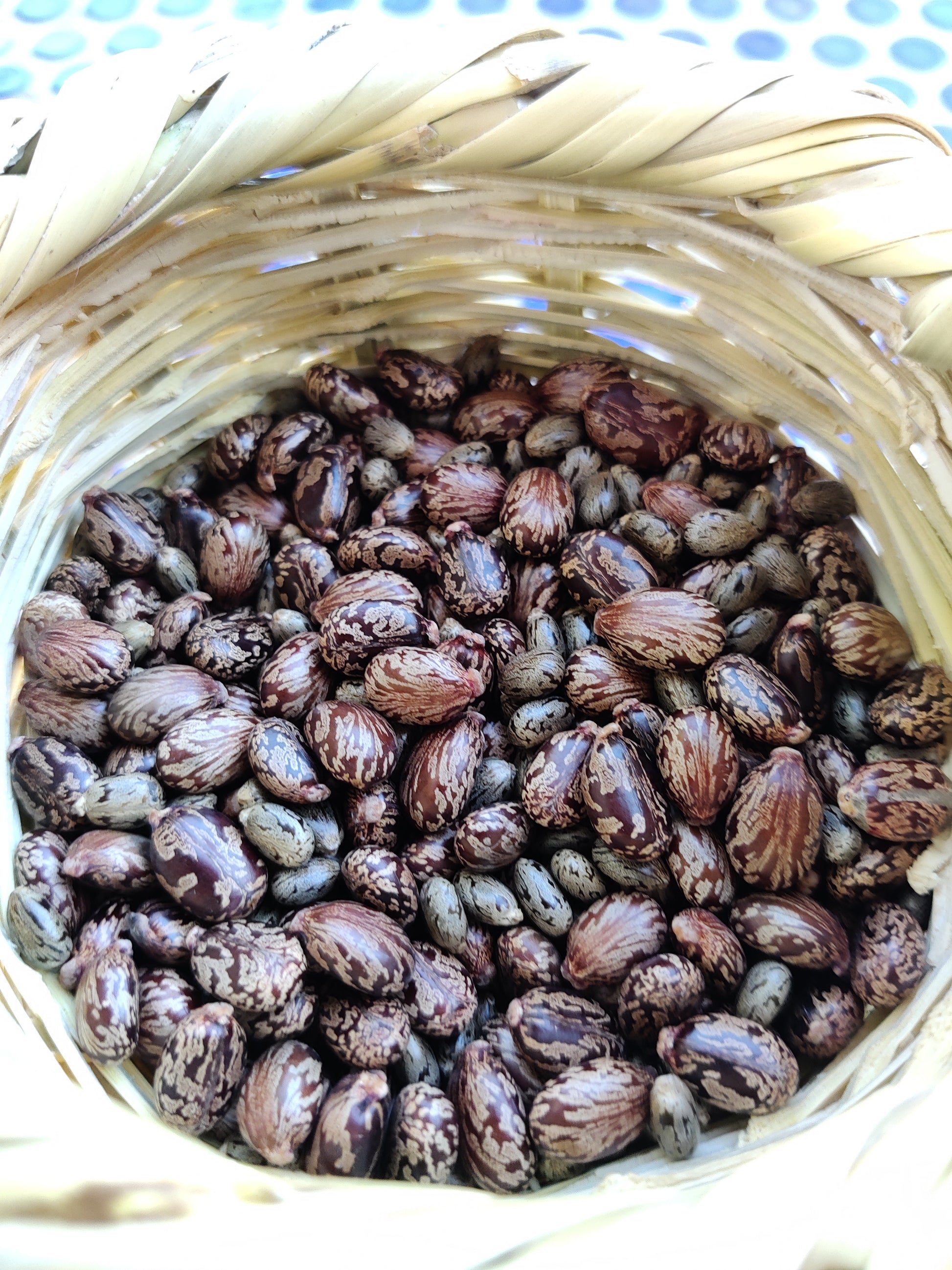 Cyprus Castor beans look like ticks