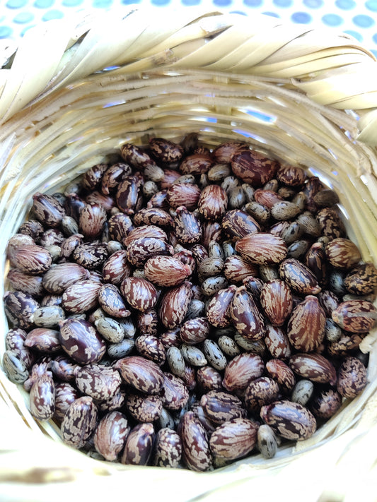 Cyprus Castor beans look like ticks