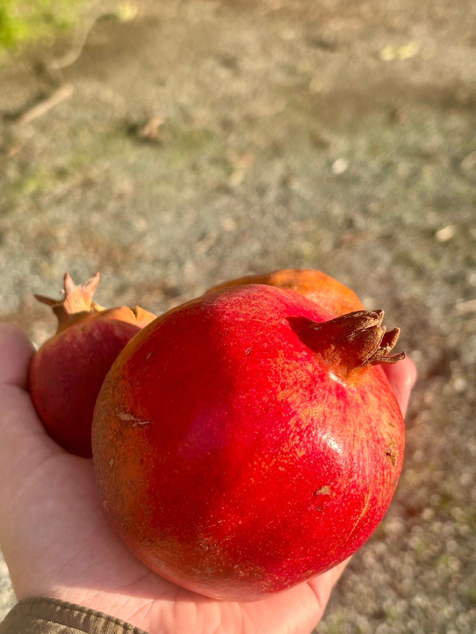 Hand holding a pomegranate with a blurred outdoor background