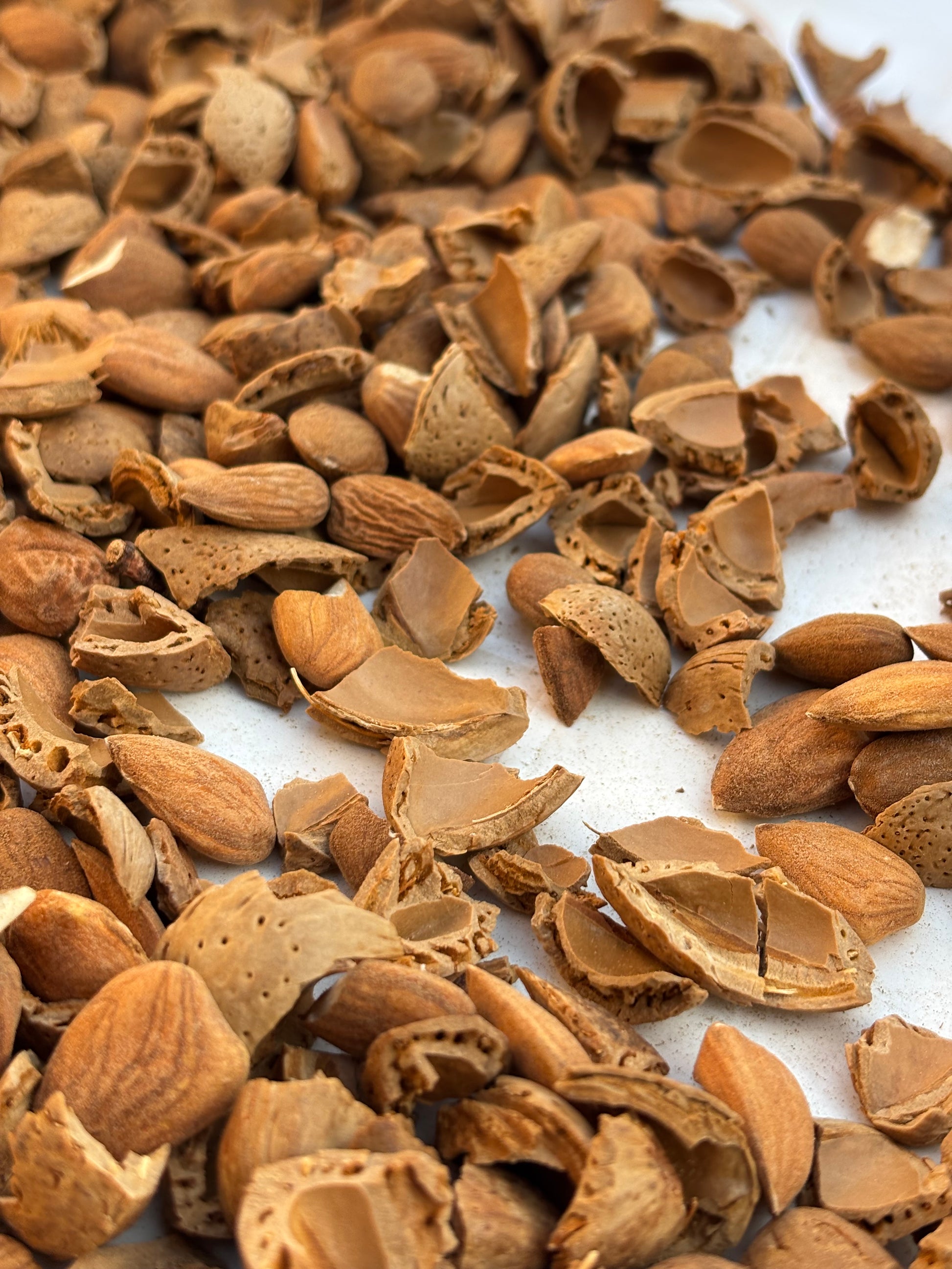 Close-up of shelled almonds from sylikou
