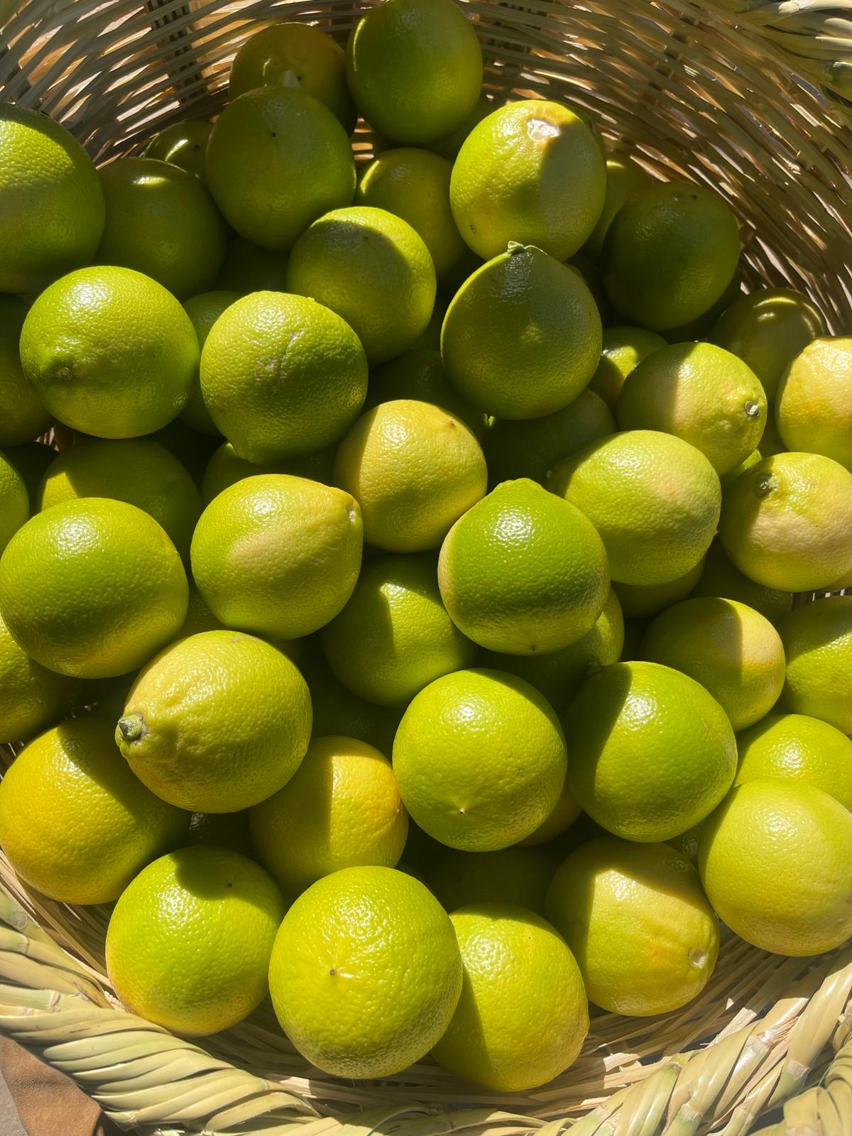 Basket full of Bergamot