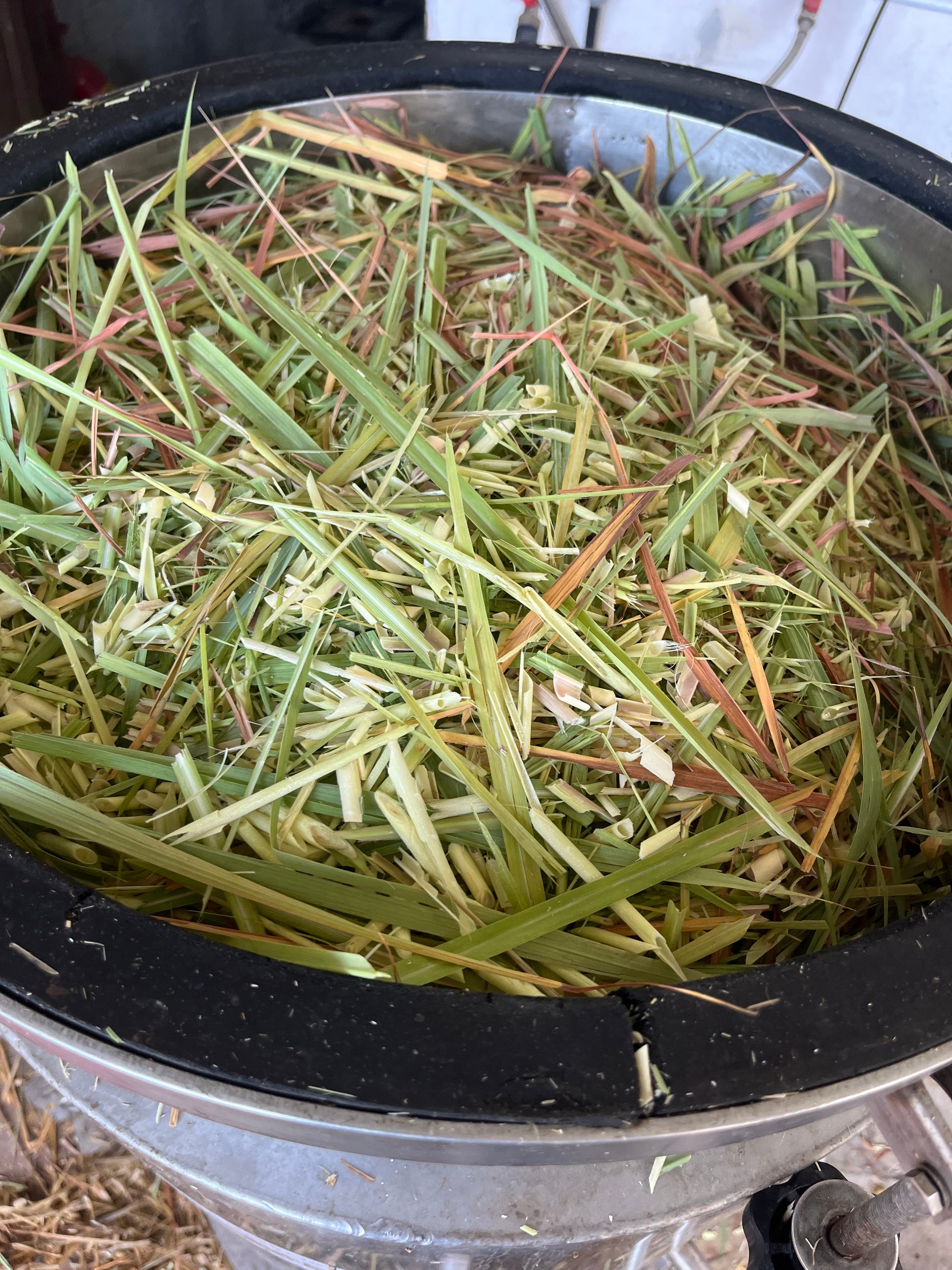 still full of lemongrass for essential oil distillation