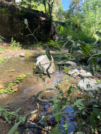 wild peppermint in cyprus, wild