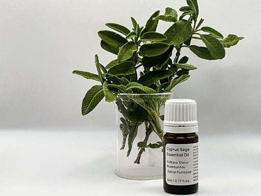 cyprus sage essential oil bottle next to the actual plant