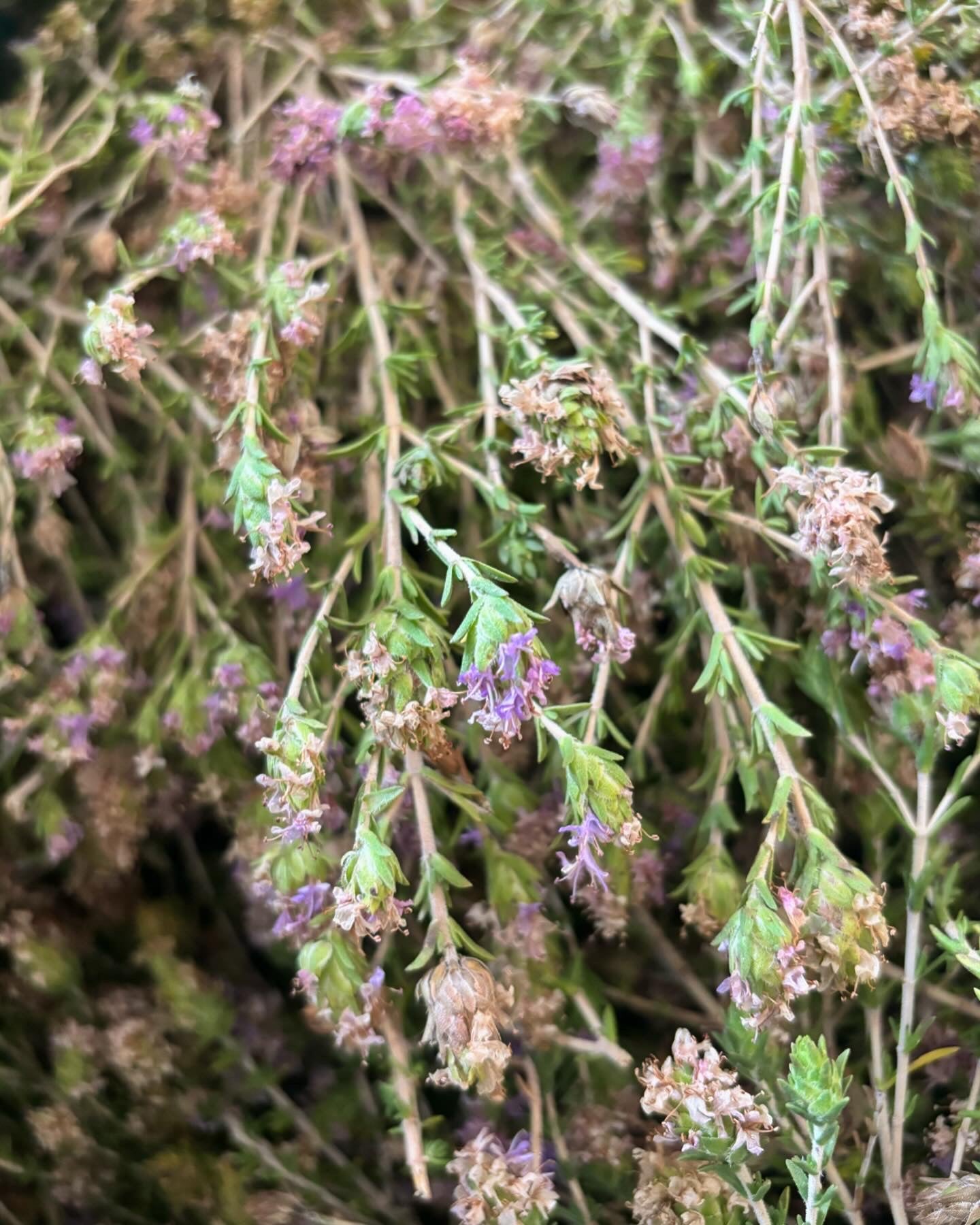 close-up cyprus thyme