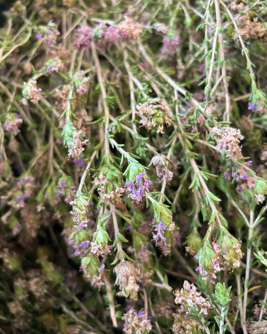 close-up cyprus thyme