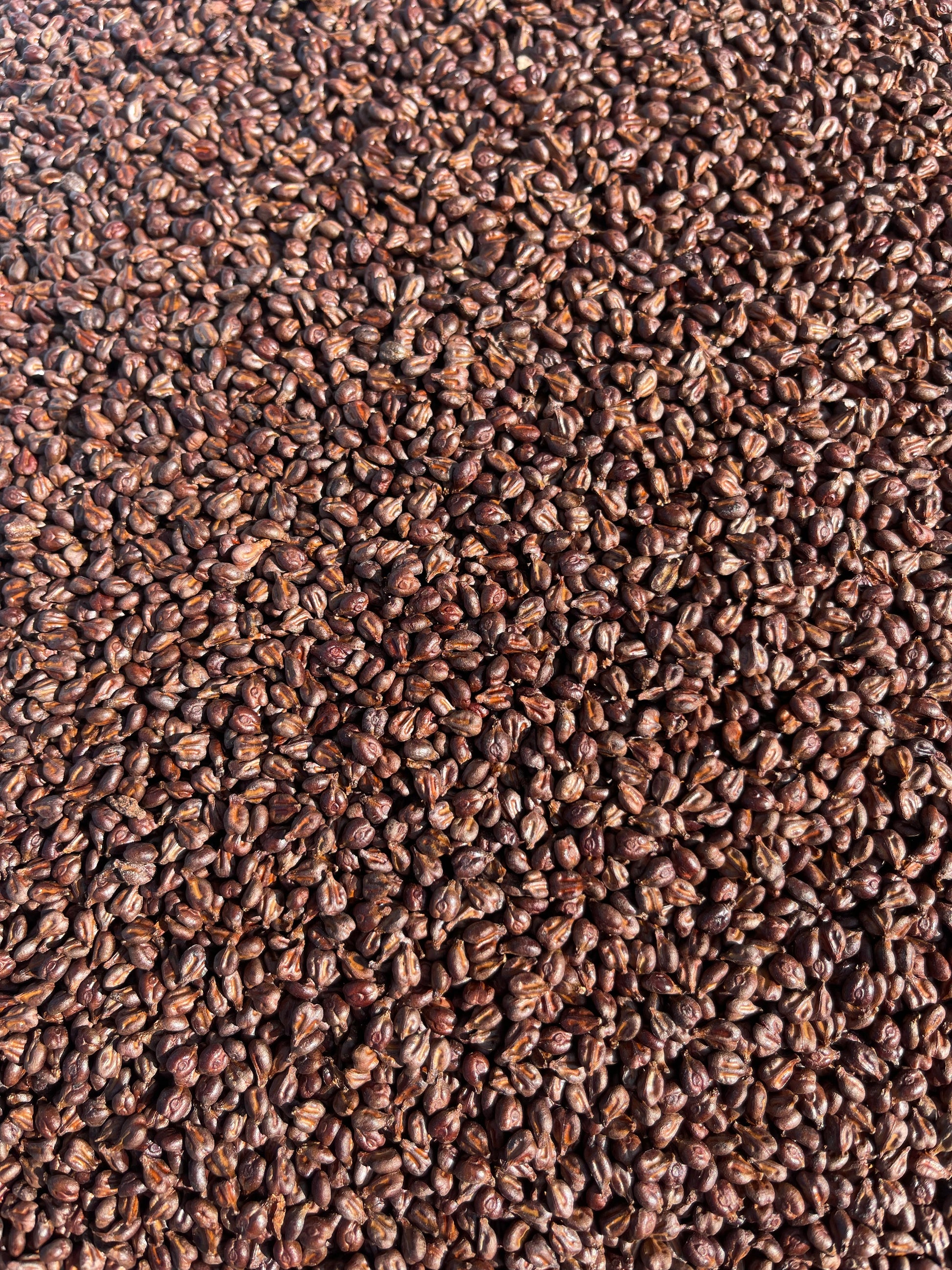 Close-up of dark brown grapeseed